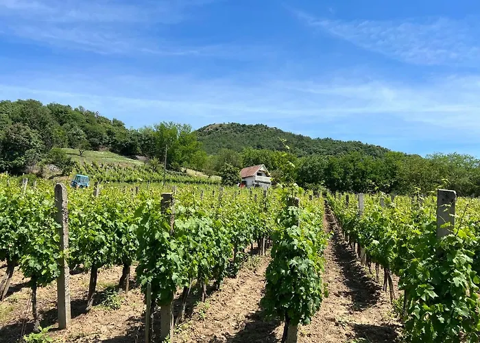 Vine